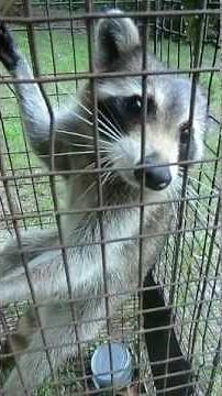 Raccoon growling and whinnying