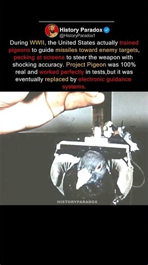How 3 Pigeons Guided a 1,000lb Bomb to the Target #shorts