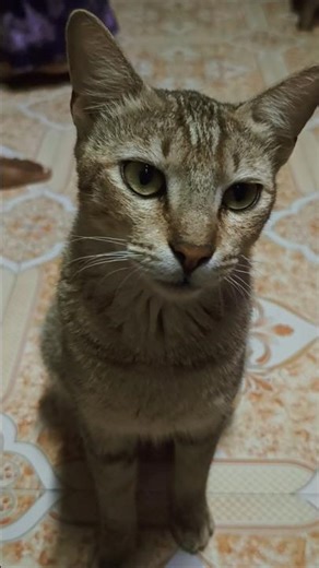 cat smile #shorts #tending #cat #youtubeshorts