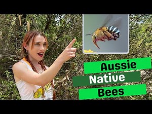 Australian native bees with Dr Kit Prendergast - bee scientist