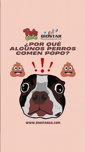 ¿Por qué algunos perros comen popo?