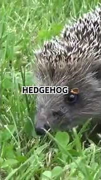 “Spines and Secrets: Inside the Life of a Hedgehog”​⁠ #hedgehogsofinstagram #hedgehog