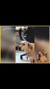 355K views · 19K reactions | စမတ်အာဝု #voiceactorcharm #charminstudio | Voice Actor Charm | Facebook