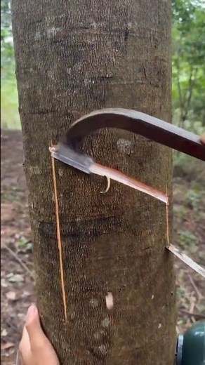 From tree to industry – the magic of rubber tapping! 🌿✨ Watch latex turn into rubber in real-time!