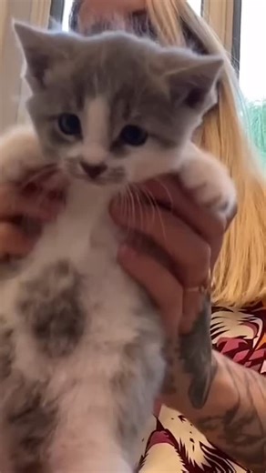 Chonky tummies: good or bad? The answer: it depends! A few years ago I made this video in response to the concerns people often have about big kitten bellies. Now that my String Bean tummy video is making the rounds, I wanted to share it again! Here’s what you need to know if you’re worried about a kitten with a big belly on the internet: 1) All kittens should be dewormed against common parasites whether their tummy appears chonky or not. That’s just a best practice and good preventive medicine!