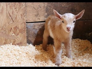Newborn Goat Hector Makes Friends with Barn Kittens