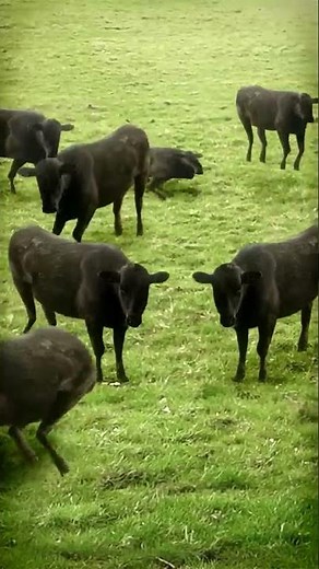 cows & cows & cows