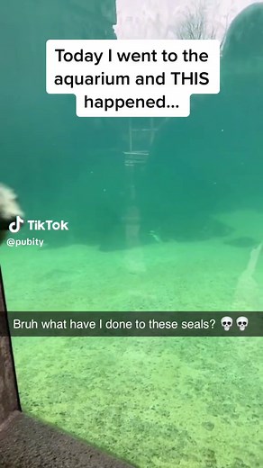 Funny Seal Memes: The Ultimate Compilation