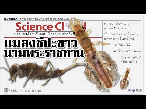 แมลงชีปะขาว 9 ชนิดใหม่,"เปราะยักษ์เขียว" พืชใหม่ของไทย | ข่าววิทยาศาสตร์ล่าสุด ScienceCloud Ep.200