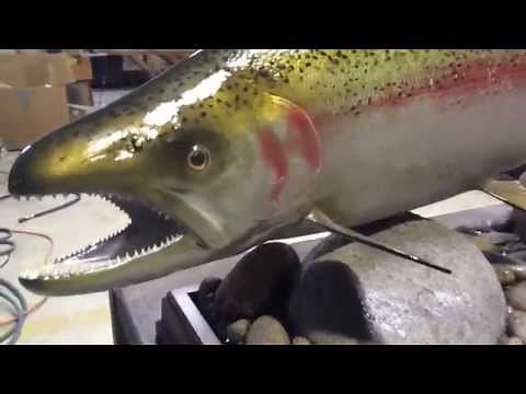 Rainbow Trout Fish mount | mounted fish | fish trophy