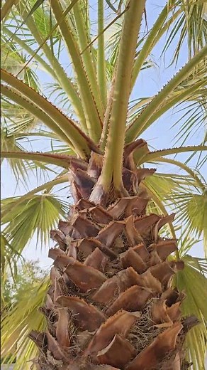 Chinese fan palm large size, beautiful cutting