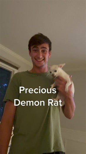 Chihuahua Psycho: The Precious Demon Rat Documentary