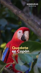 Salí a descubrir nuestra historia. Quédate en Copán Ruinas.
