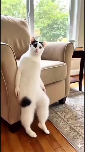 Kucing Joget Lucu dengan Gaya Koplak