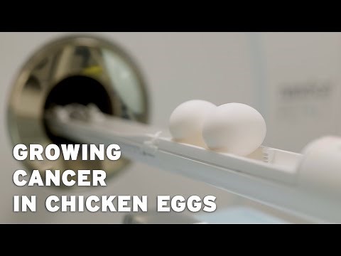 Growing cancer in chicken eggs