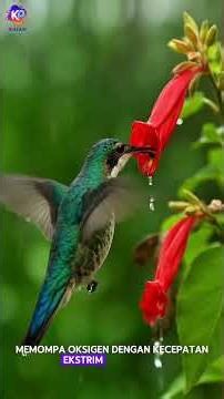Only He Can Fly Backward! The Hummingbird's Crazy Secret #uniquefacts #animalfacts