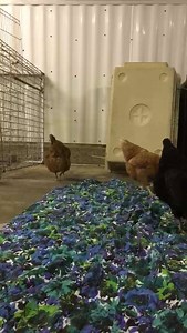 1.9K views · 64 reactions | A day in the life of Animal Control . Lmao | Hillside Kennels Animal Control | Facebook