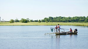 How Do You Count Fish in a Creek?