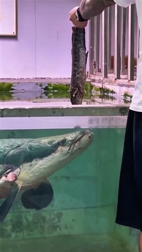 Never Feed The Arapaima Fish