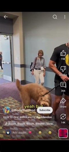 im back to editing #brodiethatdood #goldendoodle #edit #dog