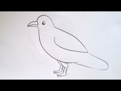 how to draw cuckoo bird drawing easy step by step‪@aaravdrawingcreative1112‬