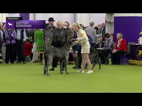 Scottish Deerhound | Breed Judging 2025
