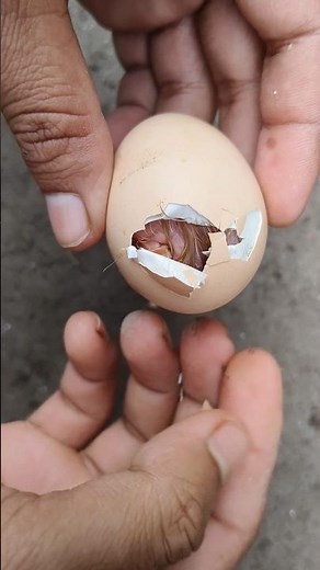 Beautiful golden buff chick Saved