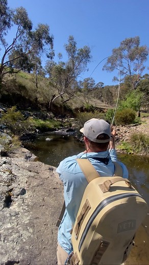 When the fishing is so good it’s predictable! Spring on the NSW Trout Streams 🙌🏻 #flyfishing #affguiding #sydney #trout | Aussie Fly Fisher