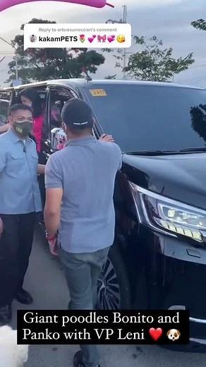 Giant poodle Club on TikTok