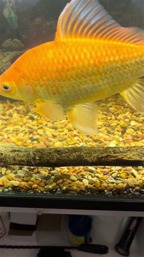 WATCH MY SEPARATE FISH CREWS EAT IN THE 60 GALLON AQUARIUM