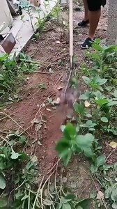 24K views · 60 reactions | Amazing technology | Link Aero Trading Agency | Facebook