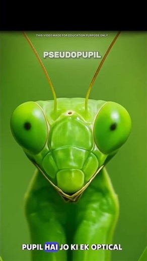 मंटिस की आंख का ये धोखा आपको चौंका देगा #insectsfacts #sciencefactsinhindi