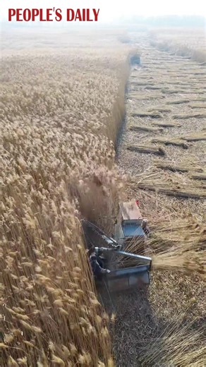 Take in the bustling harvest scenes on the vast reed fields in Zibo, east China's Shandong Province. Reeds are collected for various uses, including making paper and handicrafts. | People's Daily, China