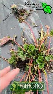 🍓 Do THIS in April, and your strawberries will be big and sweet! First chores after winter: a to-...