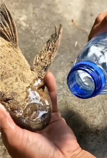 This Fish Can Survive Almost Anything #animal #amazing #fyp #tiktok #fish