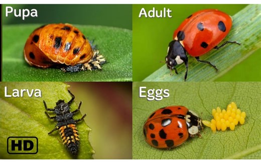Life cycle of a Ladybug HD ｜｜ Ladybug life cycle ｜｜ From eggs to adults