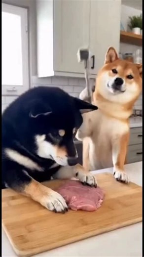 웃는시바견 on Instagram: "호흡 안 맞는 연육 망치질 시바견들 Two Shiba Inus tenderizing meat, totally out of sync"