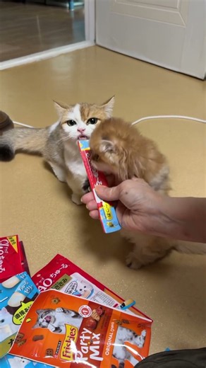#고양이 #못말려