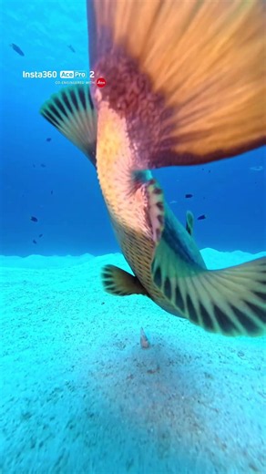 Titan Triggerfish v Shell.