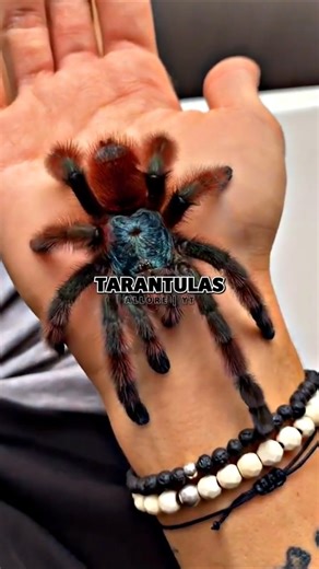 😨Russell Crowe’s Wildest Tarantula Scene💀