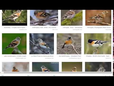 Inception V3 Net Classification Prediction 1000 Classes