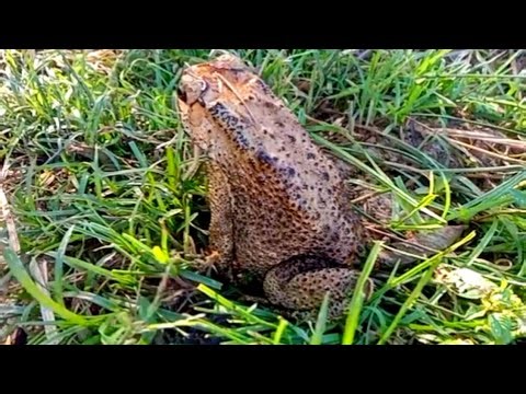 Best video, amazing catch jumping frog for fun
