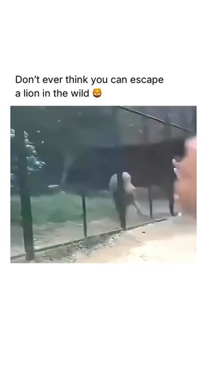 How Things Work on Instagram: "Escaping a lion in the wild depends on not triggering its chase response and buying time rather than outrunning it. Lions rely on short explosive sprints, not endurance, so running almost guarantees pursuit. The correct response is to stand your ground, face the lion, maintain eye contact, and make yourself look larger by raising your arms or clothing. Back away slowly without turning your back, keeping movements deliberate and controlled. If the lion approaches, m
