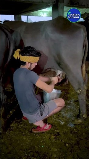डबल फ्लोर - डबल फ्लोर 🐃😱👌 Unseen Very Unique Buffalo Shed #shorts #indianfarmer