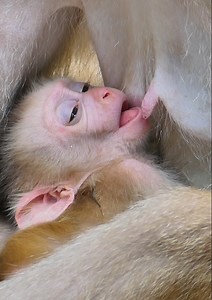 Most tired baby monkey is trying to ask her mom for milk after he learning to walk to long time! really pity baby monkey Leo... | Jane Family