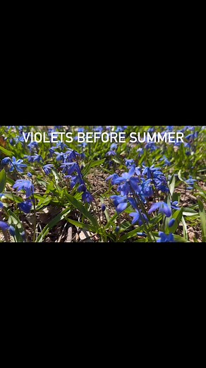 The violets always come after the first thunderstorms leading into spring. They don’t last long but they make you excited for warmer weather. | Oscoda Township: Destination Oscoda, MI