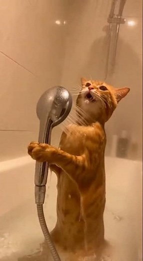 Caught My Cat Singing Opera in the Shower! 🎤🚿#funny #cat #singing #shower #cute #lol #talent #shorts