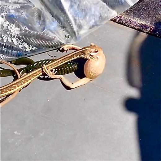 Wonder how this skinny snake is going to swallow this inflated frog? A lot of “harmless” snakes such as this Peninsula Ribbonsnake, possess Duvernoy’s glands. These glands are located behind the eye and produce mildly toxic secretions to help subdue prey and aid in digestion. The secretion empties near grooved rear teeth and the frog will eventually succumb to the effects, deflate and be a nice meal for this skinny little snake. 🐍🩵🙏☝️💪 #snake #reptiles #outdoors #nature #wildlife | Brent And