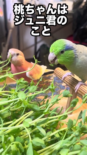 仲良し兄妹マメルリハとアキクサインコ