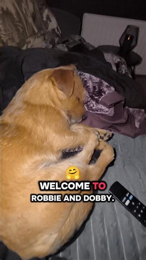 ‪@RobbieDobby‬ Hi 👋🏻🐾 #dog #cute #love #puppy #shorts #short #funny #baby #dogtv #ytshorts #viral